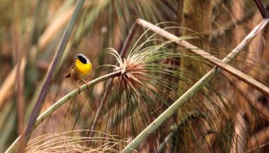 Ortak yellowthroat ötleğen Geothlypis trichas