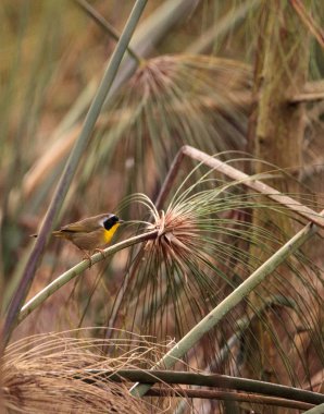 Ortak yellowthroat ötleğen Geothlypis trichas