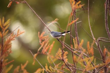 Gri catbird Dumetella carolinensis