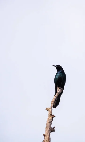 Közös Grackle madár Quiscalus quiscula — Stock Fotó