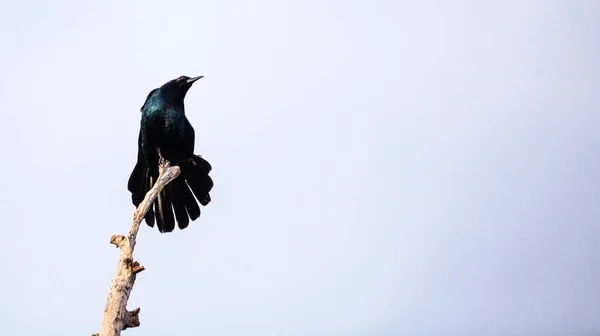 Közös Grackle madár Quiscalus quiscula — Stock Fotó