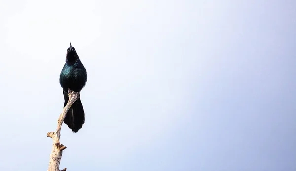 Uccello gracchio comune Quiscalus quiscula — Foto Stock