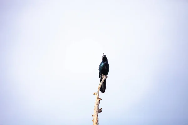 一般的な Grackle 鳥パタゴニア quiscula — ストック写真