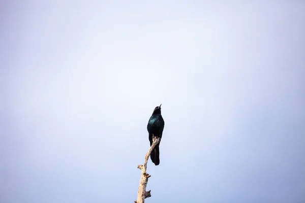 Common Grackle bird Quiscalus quiscula — Stock Photo, Image