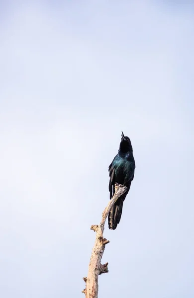 Közös Grackle madár Quiscalus quiscula — Stock Fotó