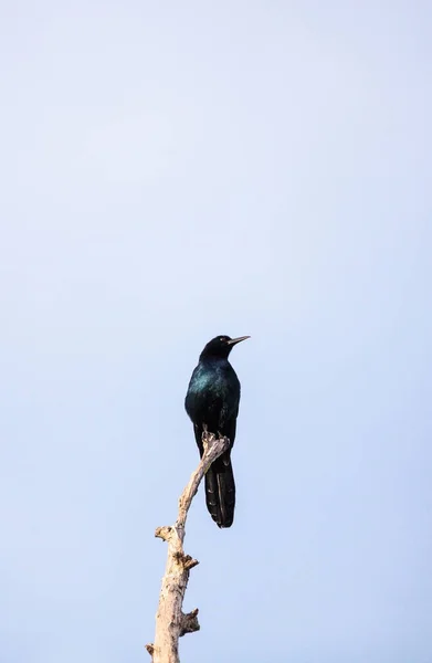 Közös Grackle madár Quiscalus quiscula — Stock Fotó