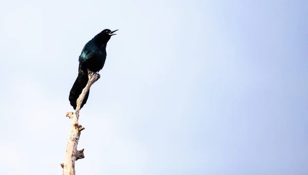 Közös Grackle madár Quiscalus quiscula — Stock Fotó