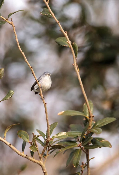 Gri catbird Dumetella carolinensis — Stok fotoğraf