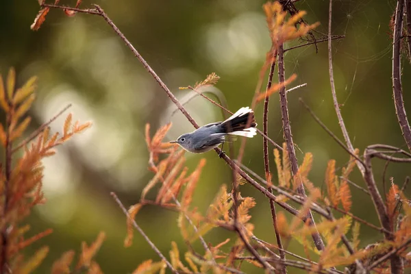 Pájaro gato gris Dumetella carolinensis — Foto de Stock