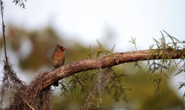 Weibchen braun und rot nördlicher Kardinalvogel cardinalis cardinali — Stockfoto