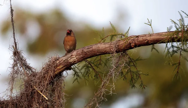 Weibchen braun und rot nördlicher Kardinalvogel cardinalis cardinali — Stockfoto