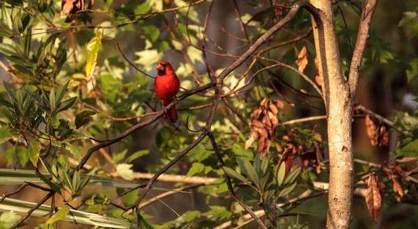 Samec červený Severní kardinál pták Cardinalis cardinalis — Stock fotografie