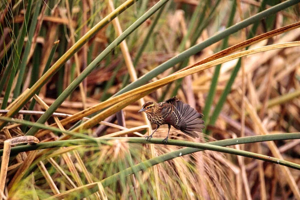 여성 붉은 날개 블랙버드 Agelaius phoeniceus — 스톡 사진