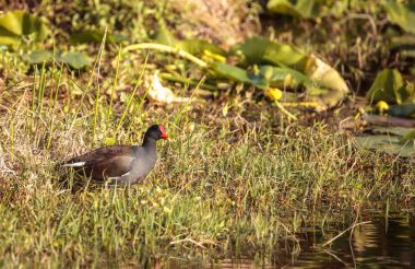 Ortak moorhen kuş Gallinula chloropus