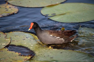 Ortak moorhen kuş Gallinula chloropus
