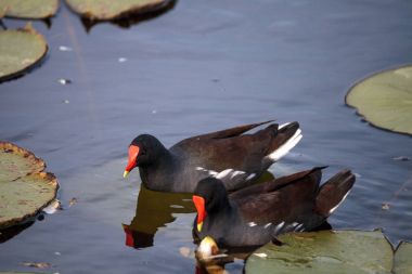 Ortak moorhen kuş Gallinula chloropus