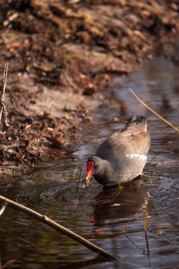 Ortak moorhen kuş Gallinula chloropus