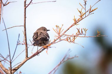 Kadın çam ötleğeni kuş Dendroica pinus