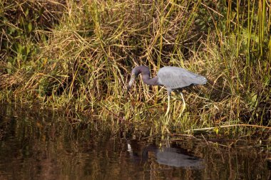 Küçük mavi balıkçıl kuş Egretta caerulea