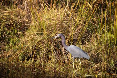 Küçük mavi balıkçıl kuş Egretta caerulea