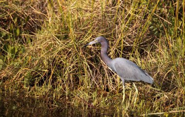 Küçük mavi balıkçıl kuş Egretta caerulea