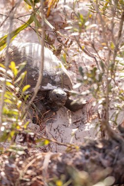 Gopher kaplumbağa Gopherus polyphemus