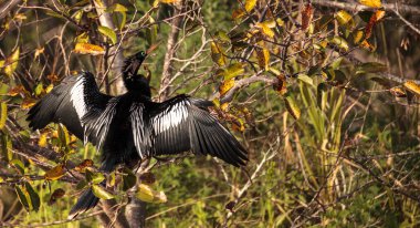 Yılanboyungiller Yılanboyungiller adı verilen erkek Yılanboyungiller kuş