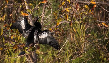 Yılanboyungiller Yılanboyungiller adı verilen erkek Yılanboyungiller kuş