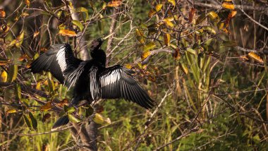 Yılanboyungiller Yılanboyungiller adı verilen erkek Yılanboyungiller kuş
