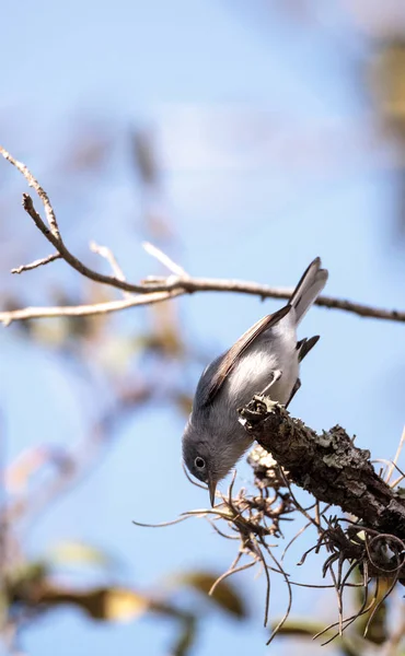 Catbird Grey Dumetella carolinensis — Zdjęcie stockowe