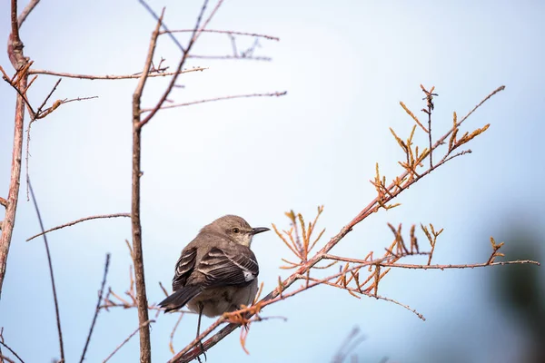 Female pine warbler bird Dendroica pinus — Stock Photo, Image