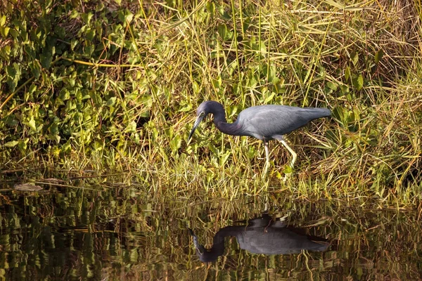 Kleiner blauer Reiher-Vogel egretta caerulea — Stockfoto