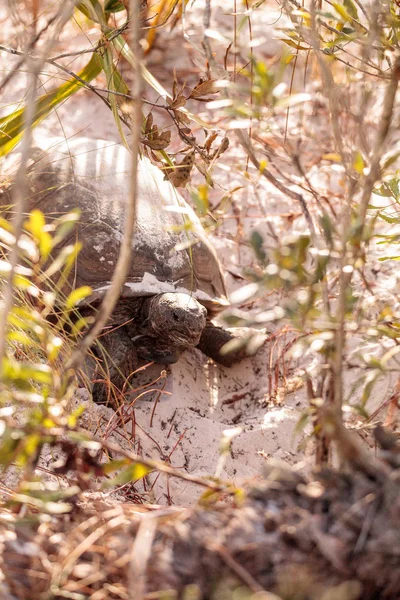 Гоферская черепаха Гофер многолистный — стоковое фото