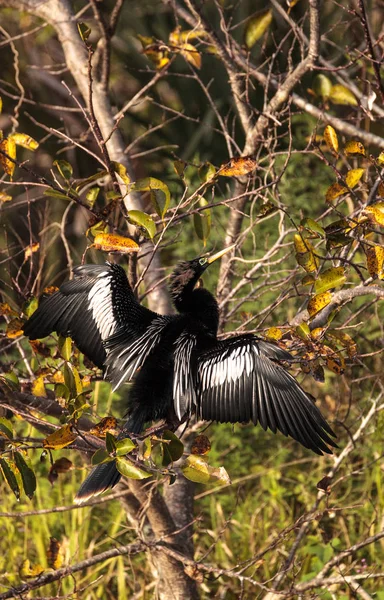 Чоловічий Anhinga птах називається Anhinga anhinga — стокове фото