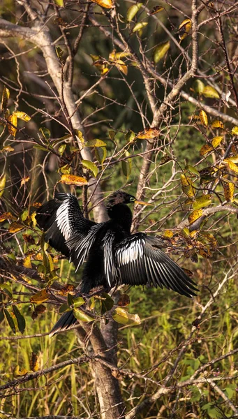 Чоловічий Anhinga птах називається Anhinga anhinga — стокове фото