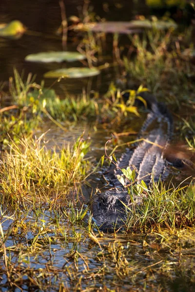 Amerikanischer Alligator mississippiensis — Stockfoto