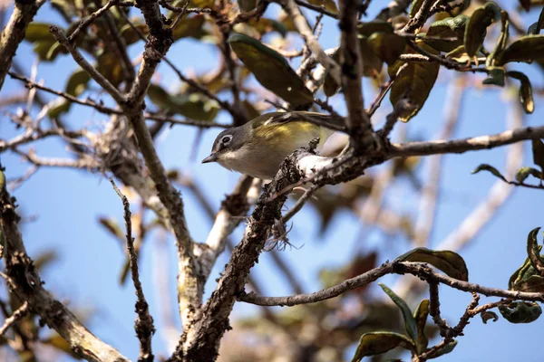 White-eyed vireo bird Vireo griseus — Stock Photo, Image