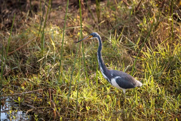 Tricolored heron bird Egretta tricolor — Stock Photo, Image