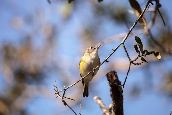 Bělookého vireo pták Vireo griseus — Stock fotografie