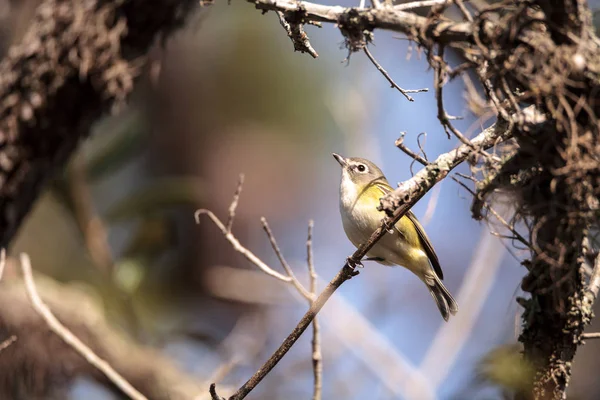 Bělookého vireo pták Vireo griseus — Stock fotografie