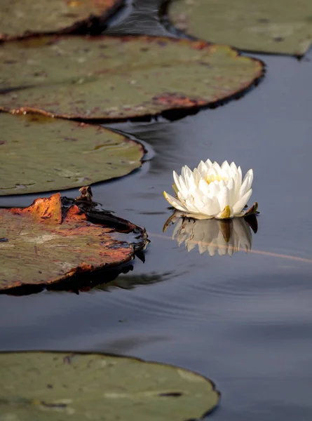 Flor de lírio de água em cima de um pântano — Fotografia de Stock