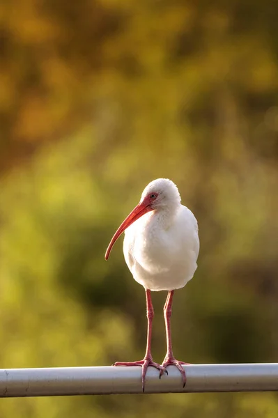 Amerikanischer weißer ibis eudocimus albus — Stockfoto