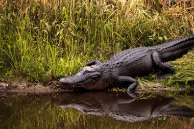 Büyük Amerikan timsah Alligator mississippiensis tehditkar