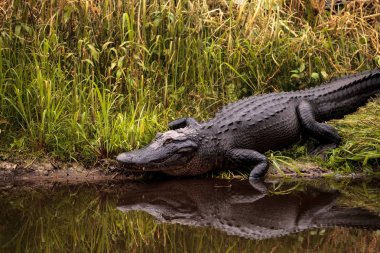 Large menacing American alligator Alligator mississippiensis clipart