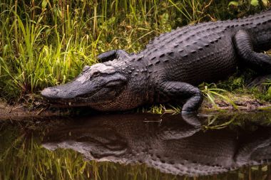 Büyük Amerikan timsah Alligator mississippiensis tehditkar