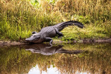 Büyük Amerikan timsah Alligator mississippiensis tehditkar