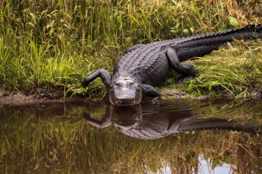 Büyük Amerikan timsah Alligator mississippiensis tehditkar