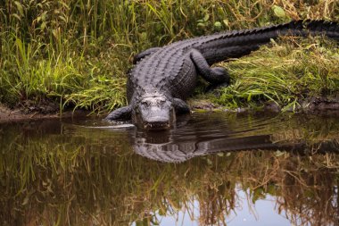 Büyük Amerikan timsah Alligator mississippiensis tehditkar
