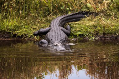 Büyük Amerikan timsah Alligator mississippiensis tehditkar