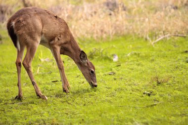 Ak kuyruklu geyik Odocoileus virginianus için gıda hayvanlar için yem